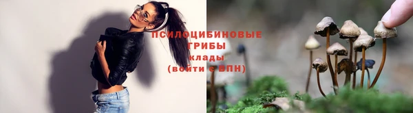 стаф Козловка